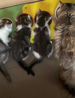 3 Katzenbabys Kitten Perser-Mix ab Anfang September abzugeben - Dippoldiswalde