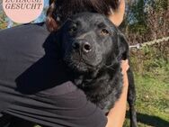 Liebevoller SANTORINI sucht Familie ❤️ - Saarbrücken