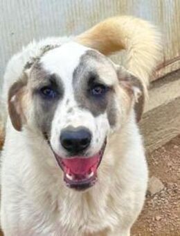 MIMI -dem Tod von der Schippe gesprungen - Regensburg