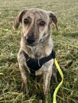 Tinka 36 cm (Pflegestelle) - Alpenrod