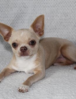 Chihuahua Welpe - Leipzig