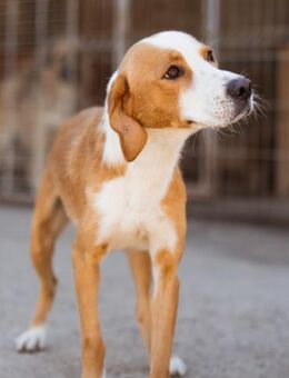 Sami 💗 super offen, verschmust & lieb! - Hamburg