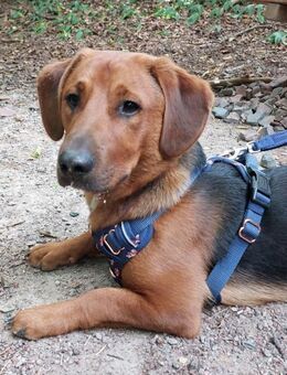 💙Mika💙 sucht seine Familie - Freilassing