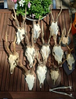 Rehbock Abwurfstangen/Gehörn ideal für Herbst-/Winterdekoration, Herstellung von Pfeifenbändern und Showleinen - Hamm