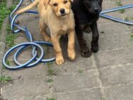 Labrador Schäferhund Welpen - Klötze Neuferchau