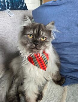 Perser Ragdoll Mix Katze 5 Monate alt - Berlin