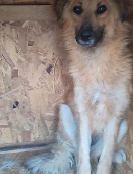 Luna - Ellies Tochter - Dreikirchen