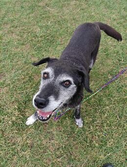 Tyson sucht seine Menschen - Wallerfangen