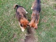Hunde Welpen - Alt Tellin