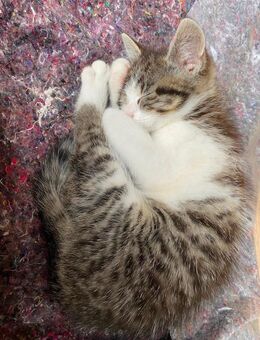 Kleine Miezekatze sucht eine Familie - Pegau Kitzen