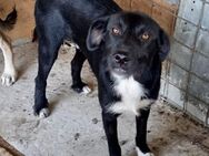 Aiko - immer gut gelaunt - Weilheim (Oberbayern)