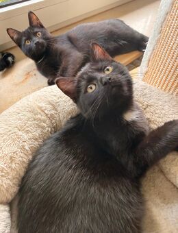 2 kitten suchen ab sofort neues zuhause! - Höxter