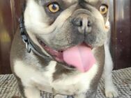 Pixi 3-jährige Französische Bulldogge su - Kassel