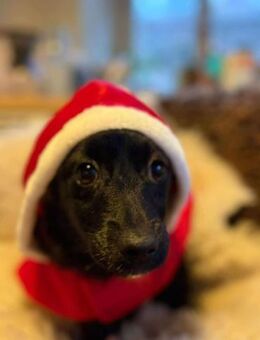 Phebe hofft auf ein zu Hause - Neuberg