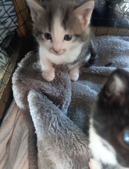 Maincoon Mix - Dassel