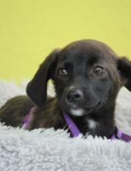 JLO ein Engel auf 4 Pfoten.... - Hagen (Stadt der FernUniversität)