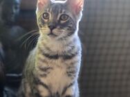 Maine coon Bengal Mix Mädchen und junge - Riederich