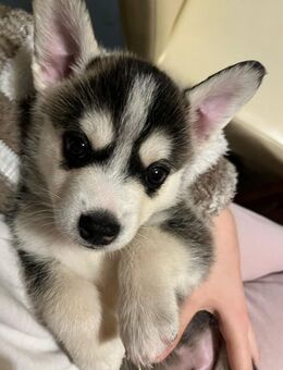 Welpen Wurf Husky mischling - Moers
