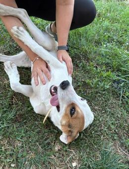 aufgeschlossene Junghündin Luna sucht - Köln