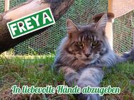Maine Coon weiblich 3 Jahre - Pritzwalk Zentrum