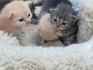 Britisch Langhaar Katzenbabys - Winterthur