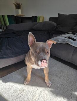 Verkauf von American bully Dame - Nürtingen