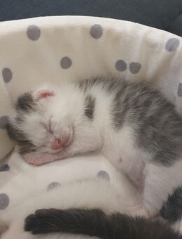 Suße kitten ❤ - Schiffweiler