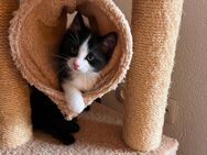 🐾 Süßes Kätzchen sucht liebevolles Zuhause 🐾 - Backnang