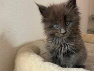 Maine Coon Kitte - Meschede (Kreis- und Hochschulstadt)