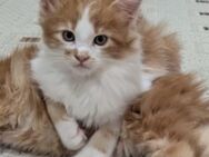 Wunderschöne reinrassiges Maine Coon Kitten XXL - Wiesbaden Nordenstadt