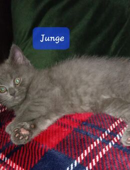 Reinrassige BKH Kitten - Brakel