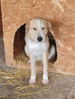 Liebe Sakari sucht ihre Familie - Leonberg (Baden-Württemberg)