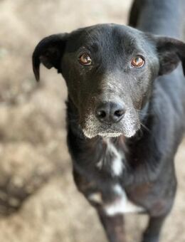 MIDA - der Stress im Rifugio ist zu viel - Dänischenhagen