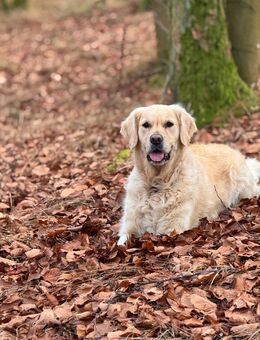 Golden Retriever sucht neues Zuhause - Bad Wildungen Zentrum
