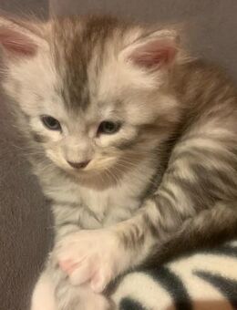 Reinrassige Main Coon Kitten - Duisburg