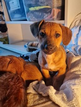 Melly - Mini-Dame sucht Hundekumpel - Großefehn