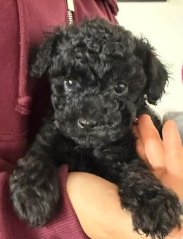 Cavapoo Welpen - 3 Rüden suchen noch ihre neue Familie - Oyten