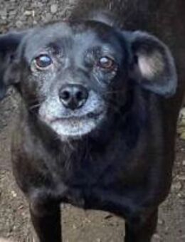 Polly will lernen zu Vertrauen 🐾 - Elsdorf (Nordrhein-Westfalen)