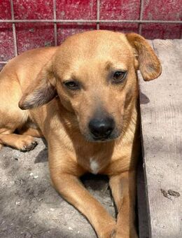 Dackel Mix, Rüde, 3 Jahre - Kappeln (Schleswig-Holstein)