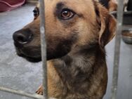Samweis-Gamdschie - Gnadenplatz gesucht - Weilheim (Oberbayern)