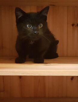 Junge schwarze Katze, Kitten, Babykatze sucht ein neues zuhause - Weiding (Landkreis Cham)