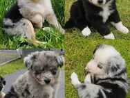 Miniature Australian Shepherd Welpen mit Papieren - Meuspath