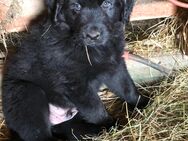 Australian Shepard Mix Welpe - Bertsdorf-Hörnitz