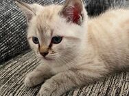 Katzen Baby zum adoptieren - Weiler (Bingen)