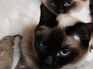 Siam- heilige Birma Kitten - Nastätten