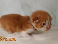 Maine coon Kitten - Pirmasens Zentrum