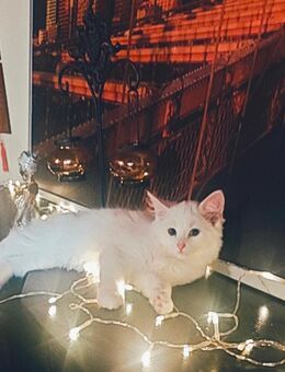 5 wunderschöne und zauberhafte Kitten sind soweit! Bereit für ihre neue Familie! 💜🐾☺️ - Bielefeld Jöllenbeck