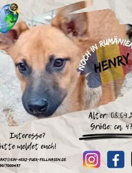 HENRY-ist gespannt, was noch kommt - Waakirchen