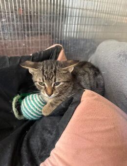 Randolf aus dem Tierschutz - Grevenbroich