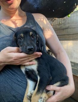 Welpendame Ada sucht ihr Glück - Rambin